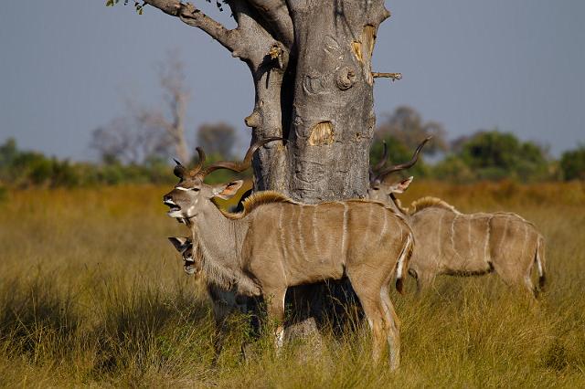 117 Okavango Delta, koedoe.jpg